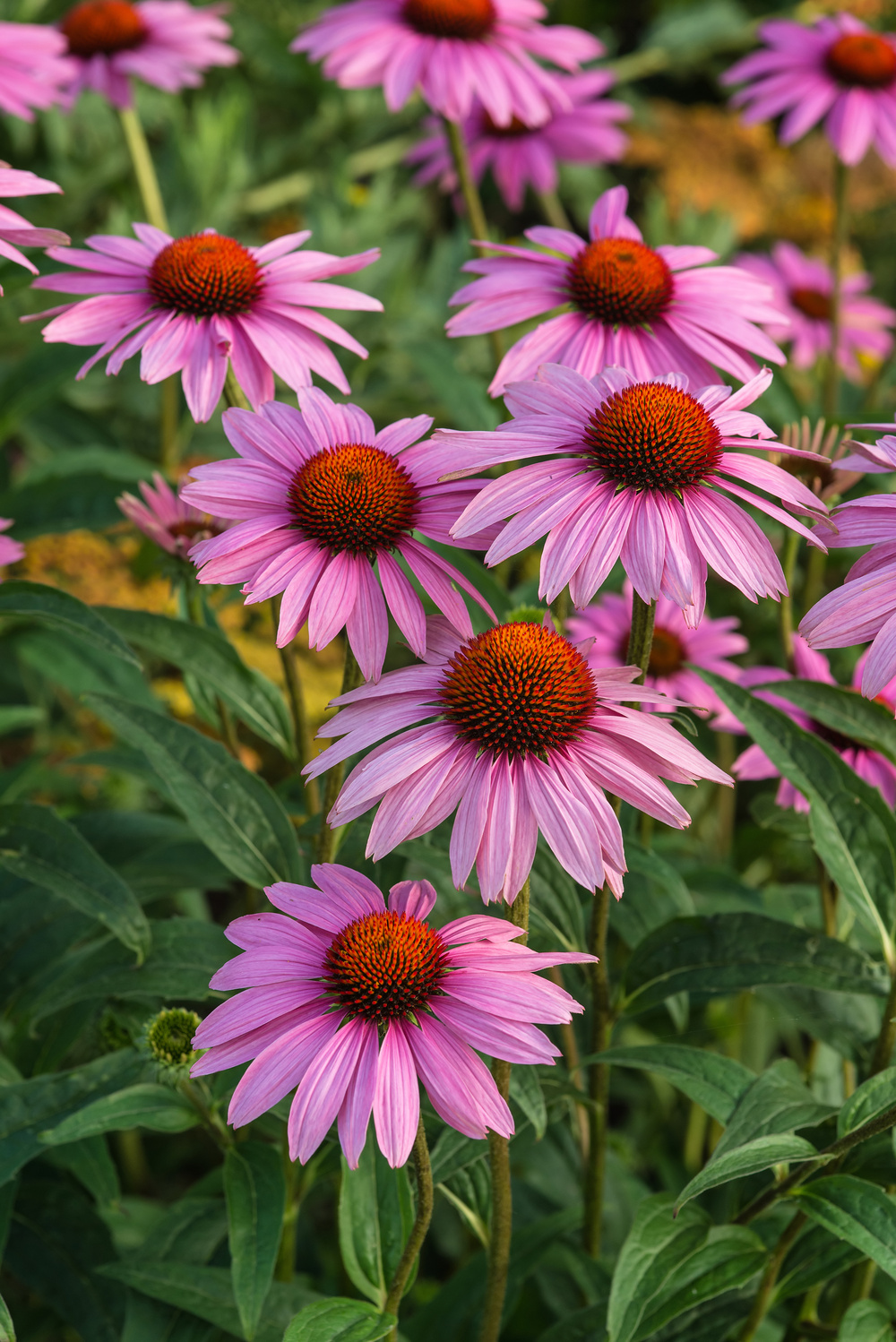 Coneflower Rubinstern Echinacea Purpurea 