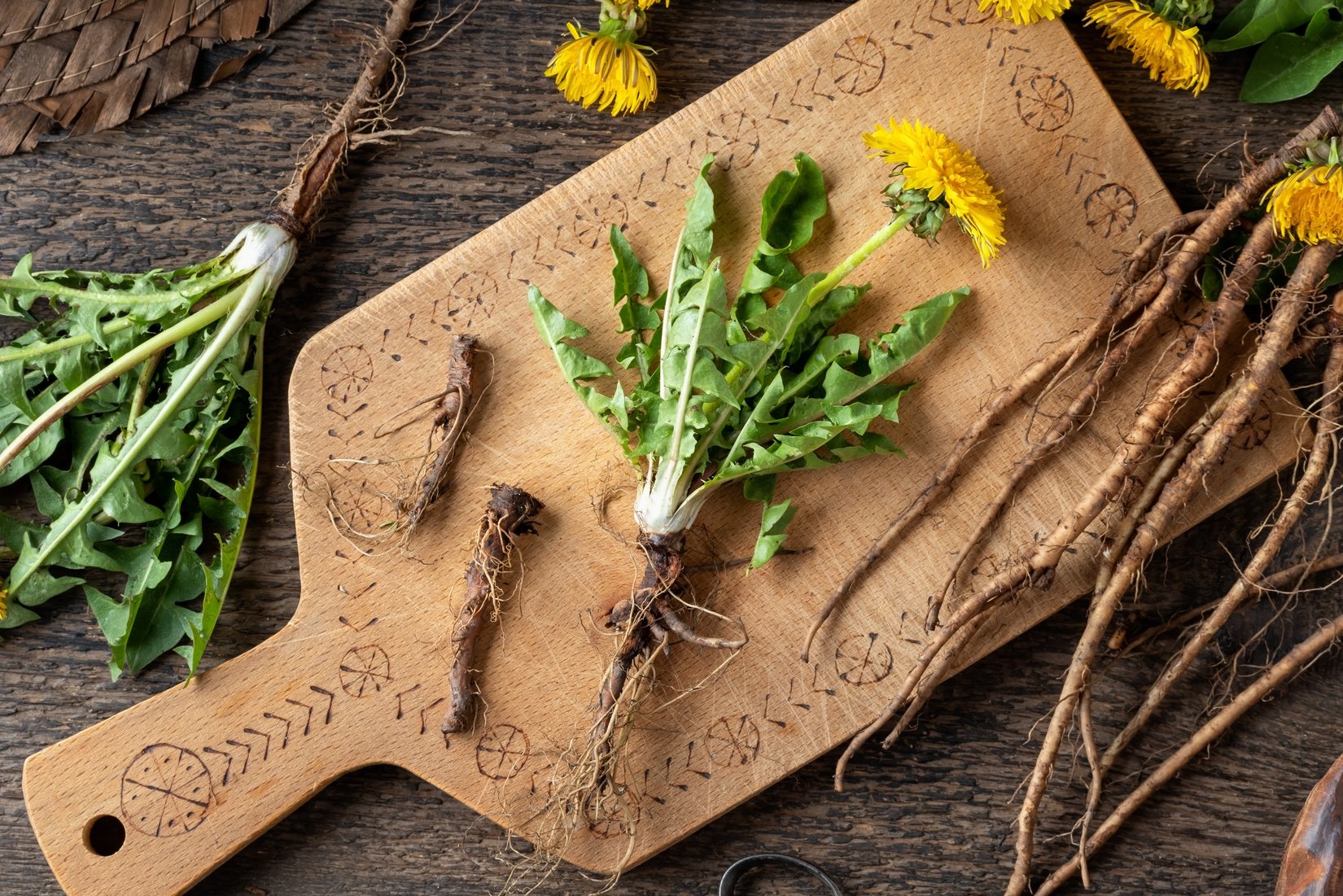 Dandelion Plant with Root